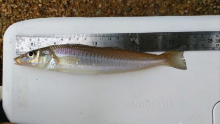 青戸入江でキス釣り