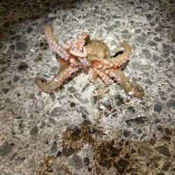 イシモチがグゥー