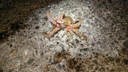 イシモチがグゥー