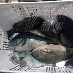 須江の沖磯で尾長狙い!