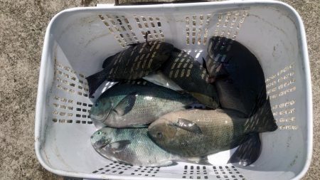 須江の沖磯で尾長狙い!