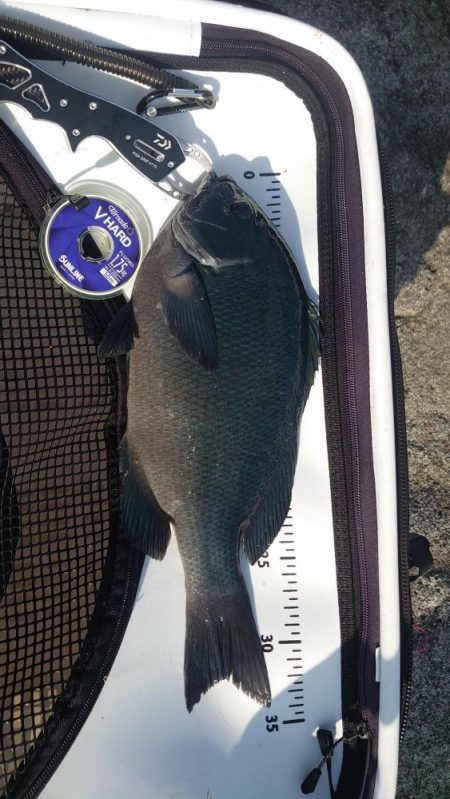 周参見で尾長狙い！