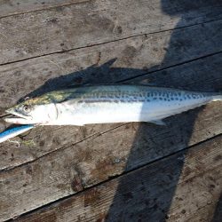 筏ショアジギングでサゴシ