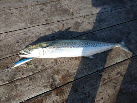 筏ショアジギングでサゴシ