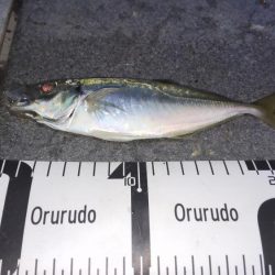 カゴ釣りからの飲ませ