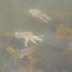 久しぶりのエギング