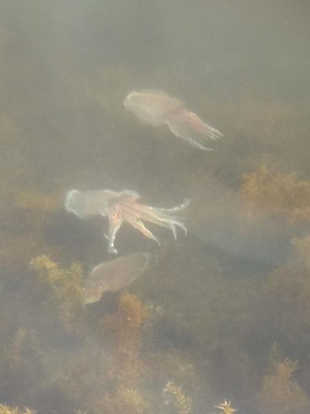 久しぶりのエギング