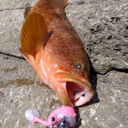 久しぶりのキジハタ