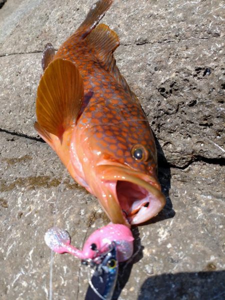 久しぶりのキジハタ