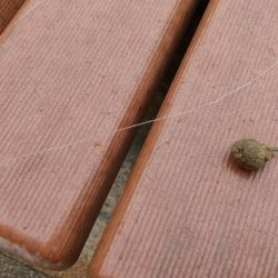 有馬ます池でその日最大サイズゲット!