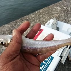 朝一の活性が良かったようです