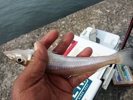 朝一の活性が良かったようです