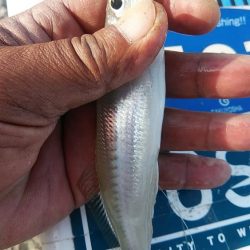 今日は買い物待ち釣行です