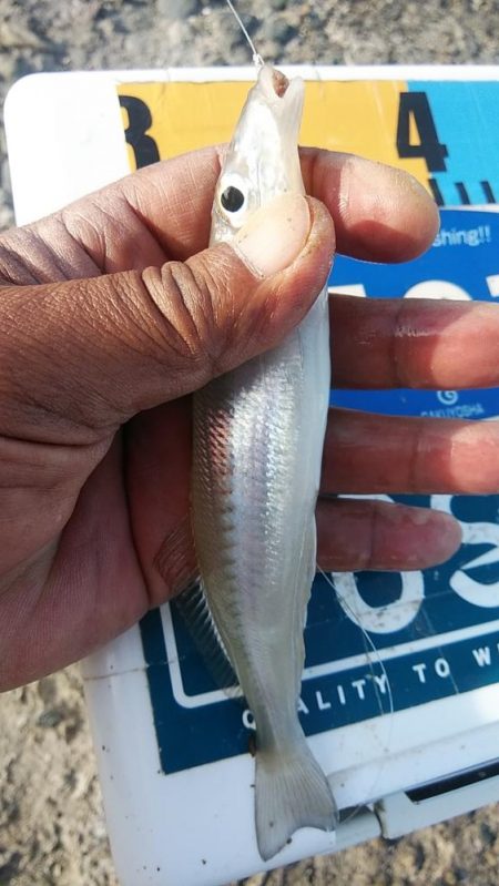 今日は買い物待ち釣行です