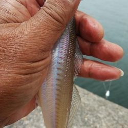 今日も赤灯台のキス調査