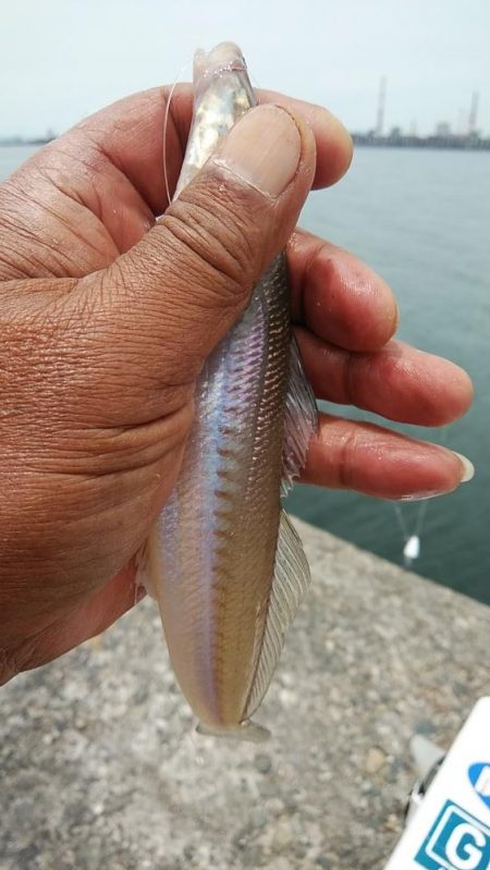 今日も赤灯台のキス調査