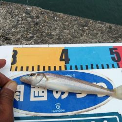 良型キスが釣れ始めました