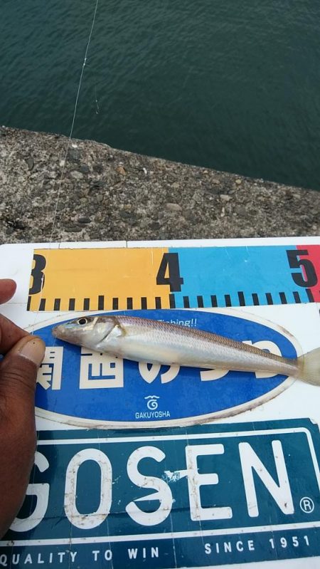 良型キスが釣れ始めました