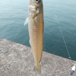 播磨新島５連投