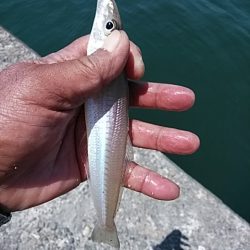 午後から播磨新島のキス調査