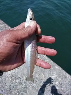 午後から播磨新島のキス調査