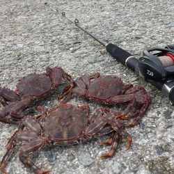 穴釣りでショウジンガニ祭り!
