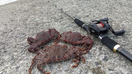 穴釣りでショウジンガニ祭り!