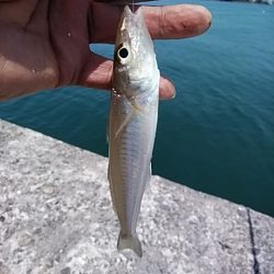 今日も潮の動きが悪い