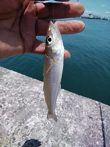 今日も潮の動きが悪い