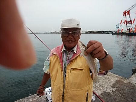 良型キスが釣れf始めました