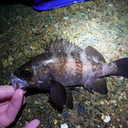 サクッとメバリング