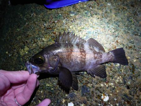 サクッとメバリング