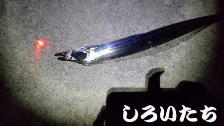 ドラゴン狙いでチャレンジ遠征。