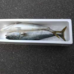 今年初のショアジギング！