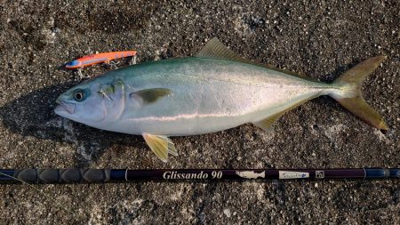 青物釣行