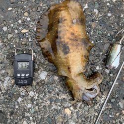 2㎏超えアオリイカ