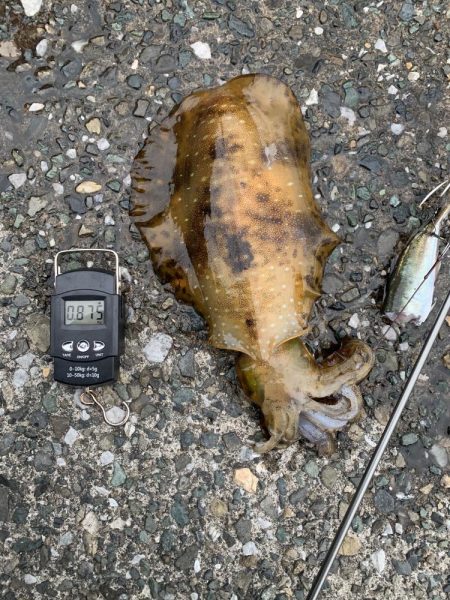 2㎏超えアオリイカ