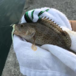 久々ガッシー！