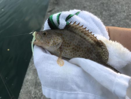 久々ガッシー！