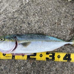 数釣りチャレンジ