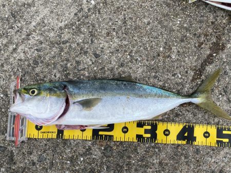 数釣りチャレンジ