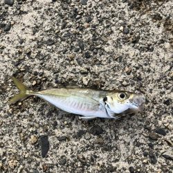 アジング　高活性