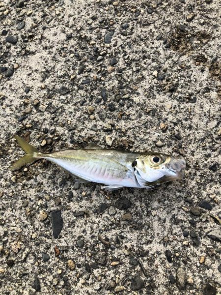 アジング　高活性