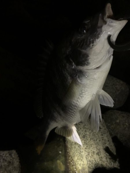 チヌハンターパート7