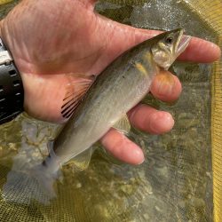 天川村釣行　　鮎釣り