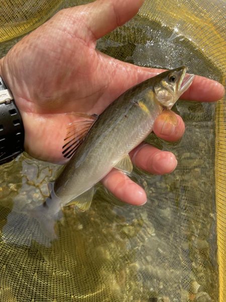 天川村釣行　　鮎釣り
