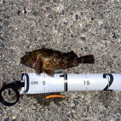 宮津でガシリング