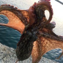 【タコフィネス】_シーズン初期戦略(検証中)