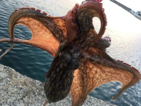 【タコフィネス】_シーズン初期戦略（検証中…