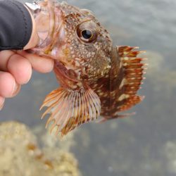 岬町ライトゲーム